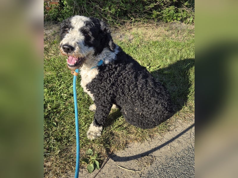 Wunderschöne Perro de Agua Hündinnen.