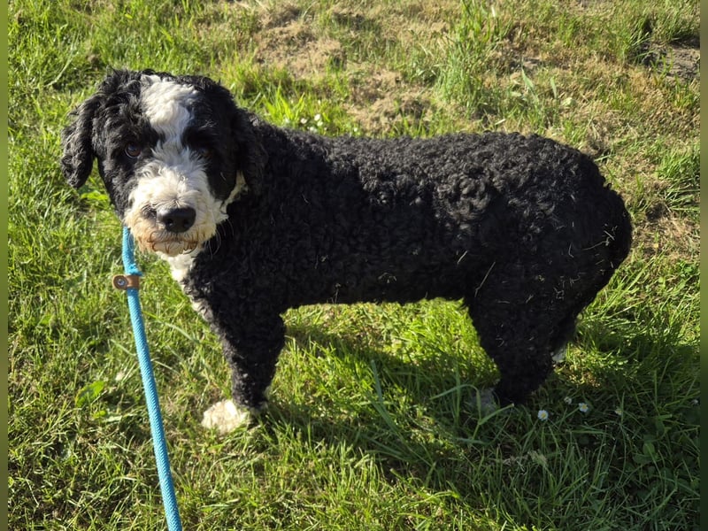 Wunderschöne Perro de Agua Hündinnen.