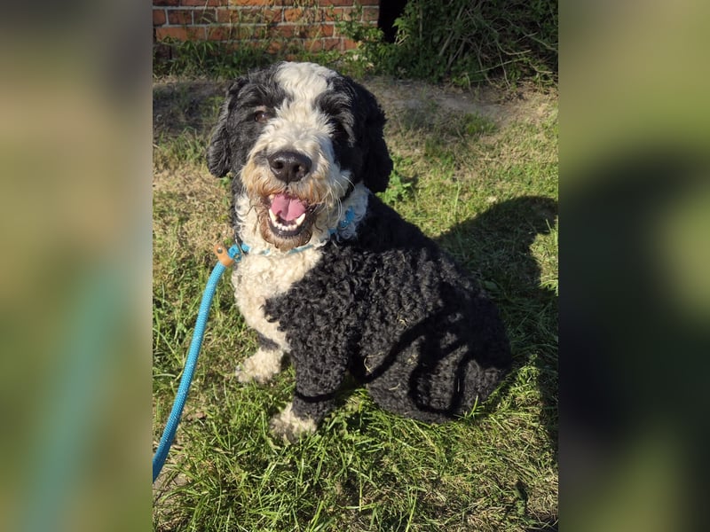 Wunderschöne Perro de Agua Hündinnen.