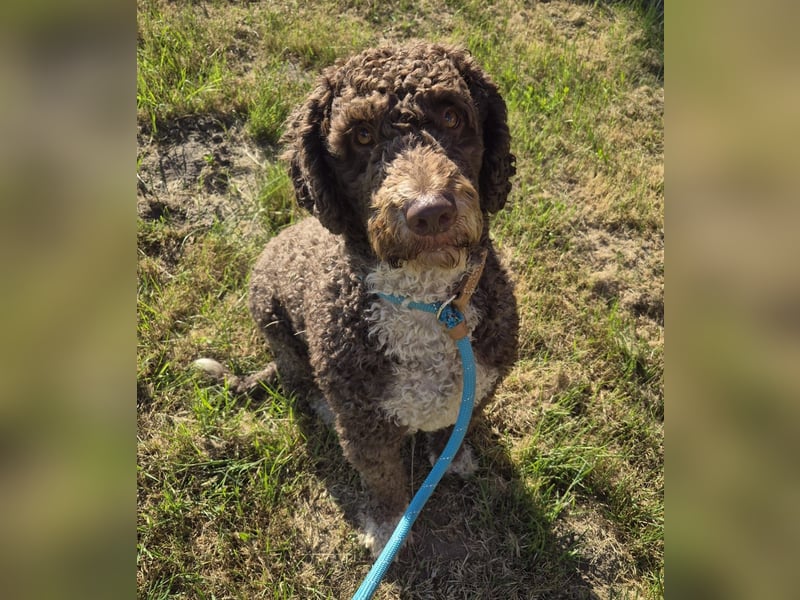 Wunderschöne Perro de Agua Hündinnen.