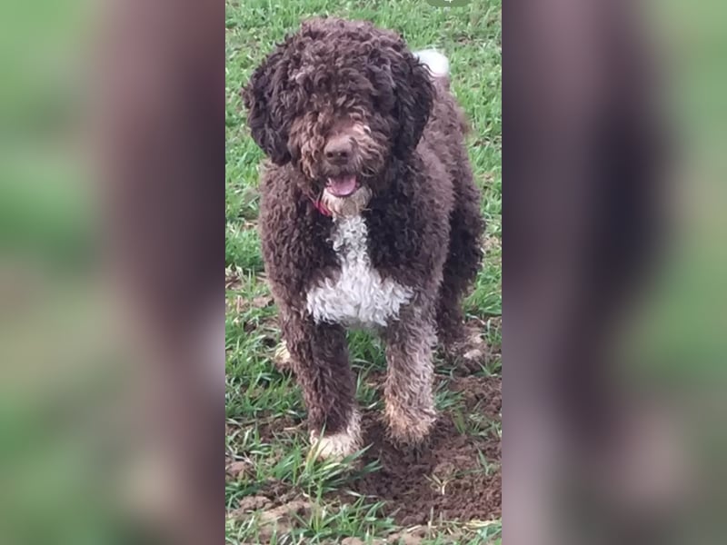 Spanische Wasserhund Welpen Perro de Aqua Espanol