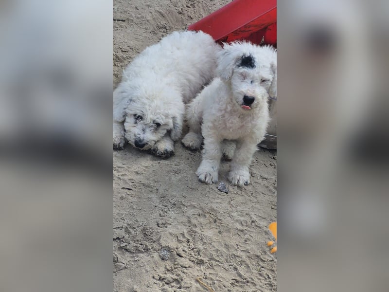 Spanischer Wasserhund