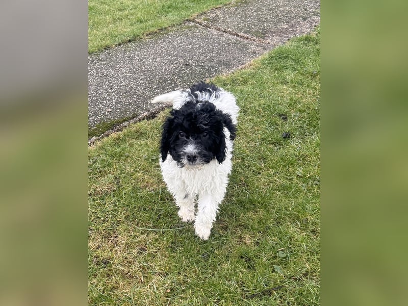 Wasserhund Pudel Malteser Mix Gizmo