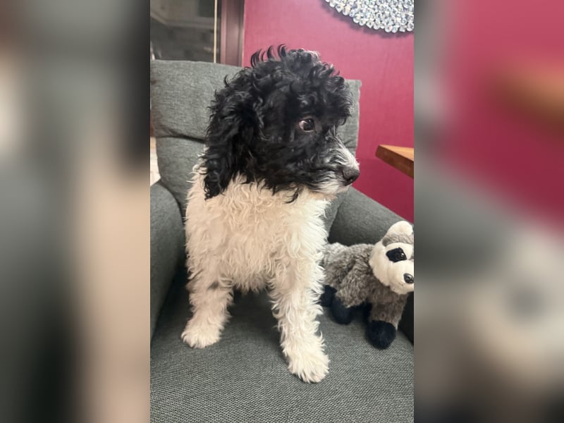 Wasserhund Pudel Malteser Mix Gizmo