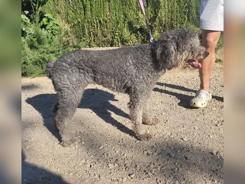 Tolle TARA-unverschuldet im Tierheim und sucht sehnsüchtig neue Familie