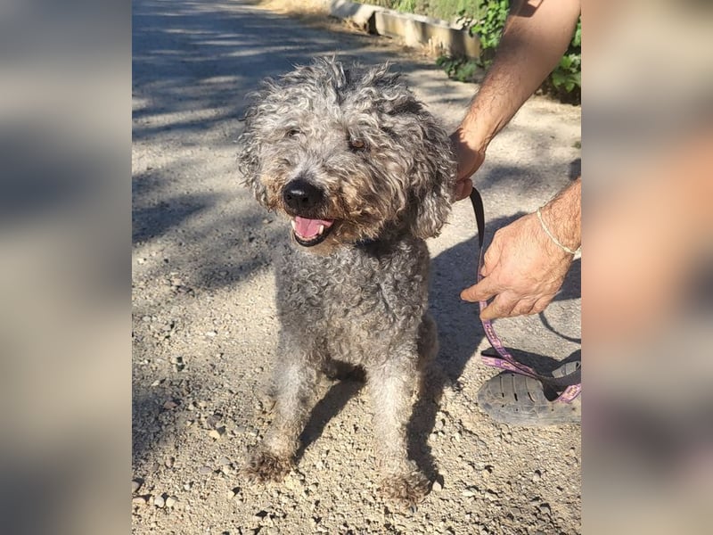 Tolle TARA-unverschuldet im Tierheim und sucht sehnsüchtig neue Familie