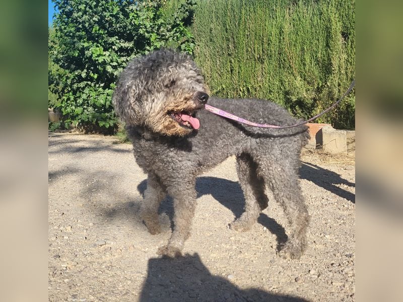 Tolle TARA-unverschuldet im Tierheim und sucht sehnsüchtig neue Familie