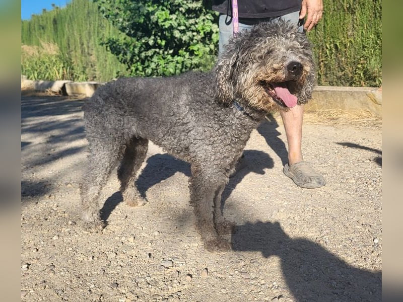 Tolle TARA-unverschuldet im Tierheim und sucht sehnsüchtig neue Familie