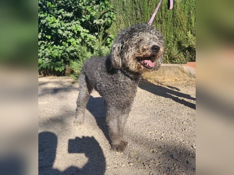 Tolle TARA-unverschuldet im Tierheim und sucht sehnsüchtig neue Familie