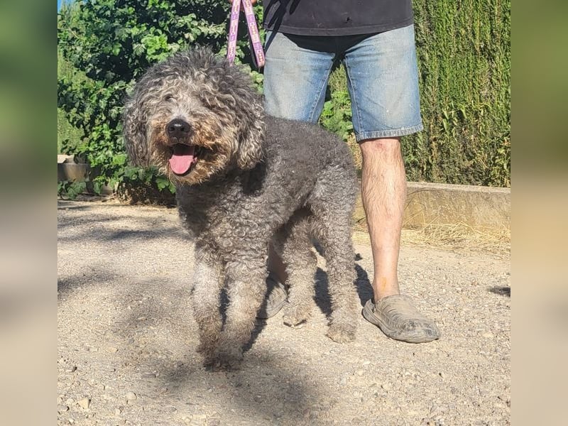 Tolle TARA-unverschuldet im Tierheim und sucht sehnsüchtig neue Familie