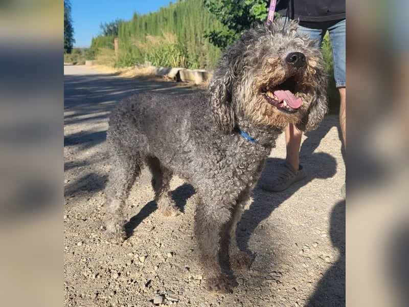 Tolle TARA-unverschuldet im Tierheim und sucht sehnsüchtig neue Familie