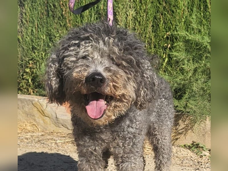 Tolle TARA-unverschuldet im Tierheim und sucht sehnsüchtig neue Familie