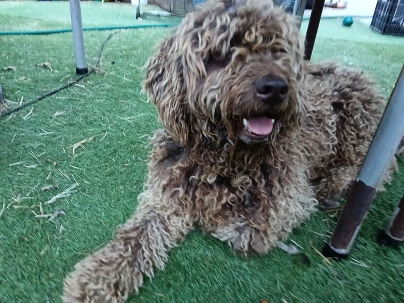 Otto