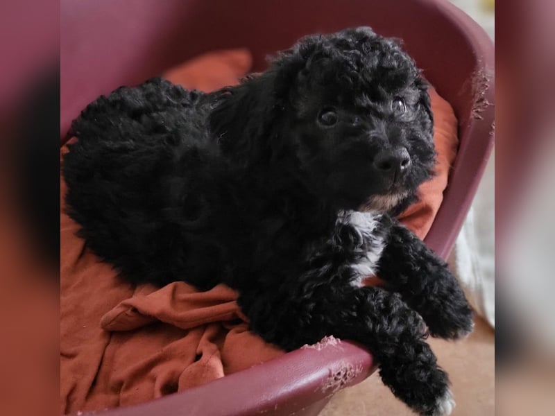 Süße Amara wartet auf dich