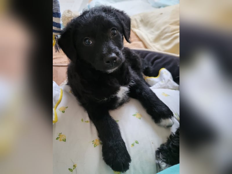 Caiden wünscht sich ein eigenes Körbchen