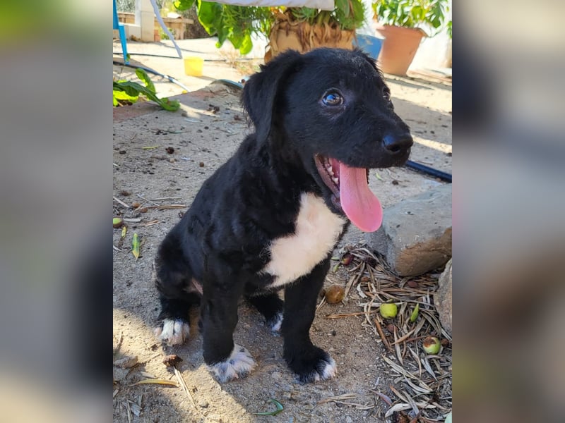 Bohdi wartet auf seine Familie
