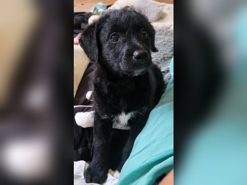 Caiden wünscht sich ein eigenes Körbchen