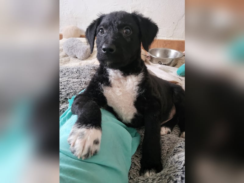 Bohdi wartet auf seine Familie