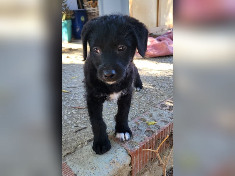 Caiden wünscht sich ein eigenes Körbchen