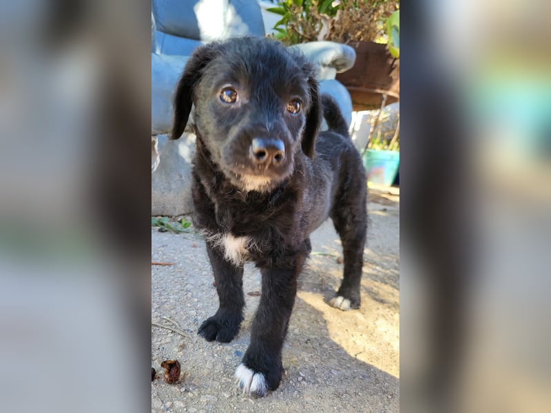 Caiden wünscht sich ein eigenes Körbchen