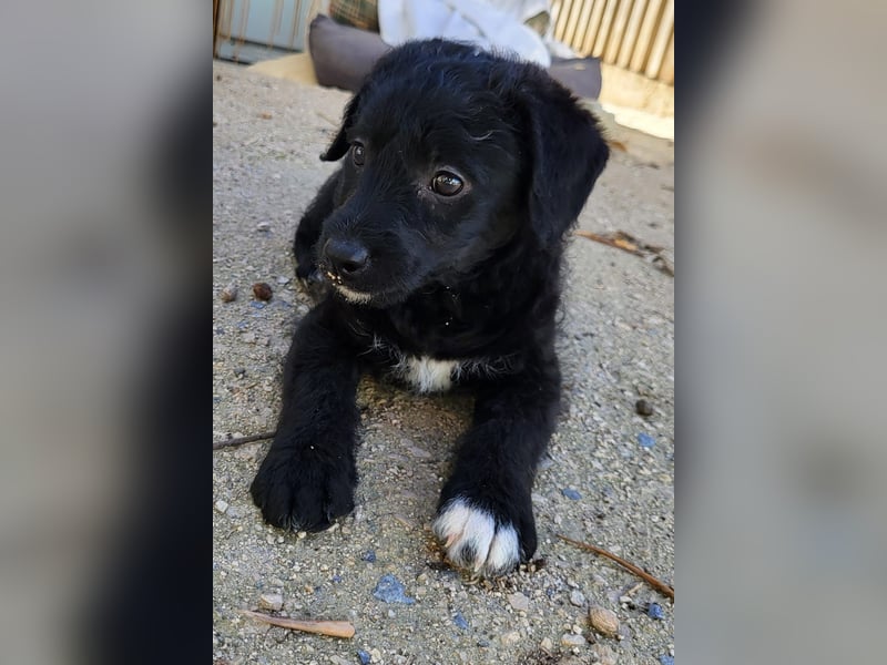 Caiden wünscht sich ein eigenes Körbchen