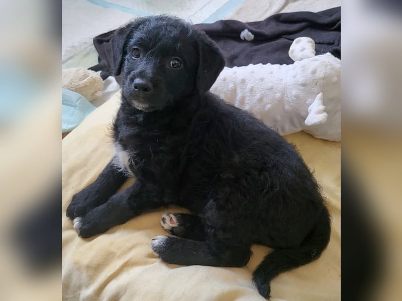 Caiden wünscht sich ein eigenes Körbchen