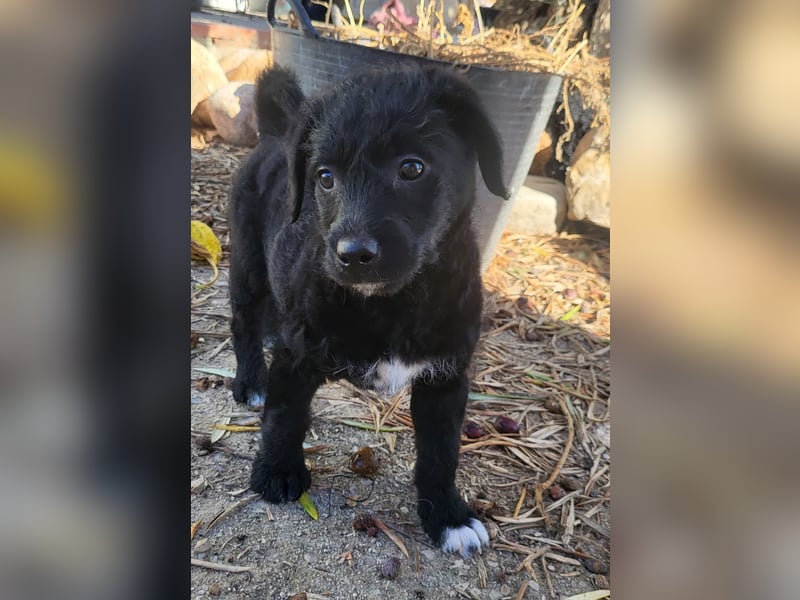 Caiden wünscht sich ein eigenes Körbchen