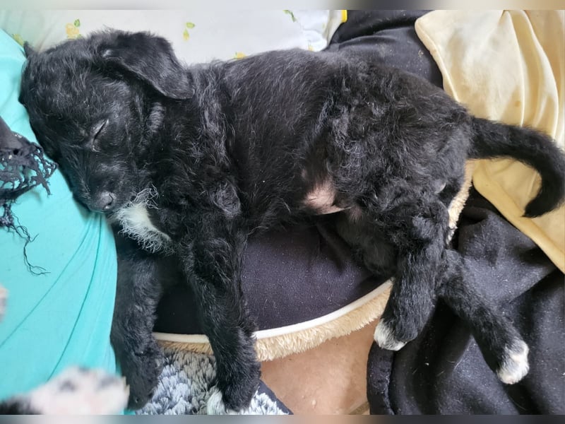 Caiden wünscht sich ein eigenes Körbchen