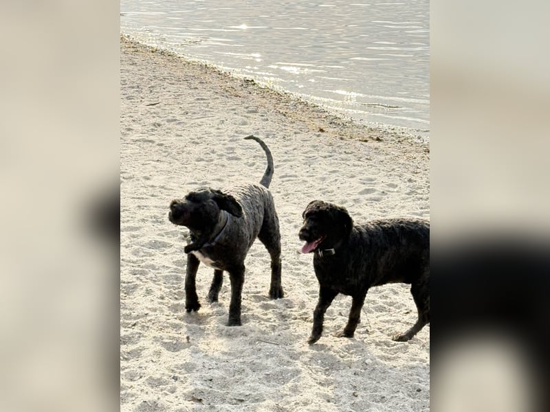 Erfahrener spanischer Wasserhund Perro de Agua Español - Deckrüde  mit FCI Papieren