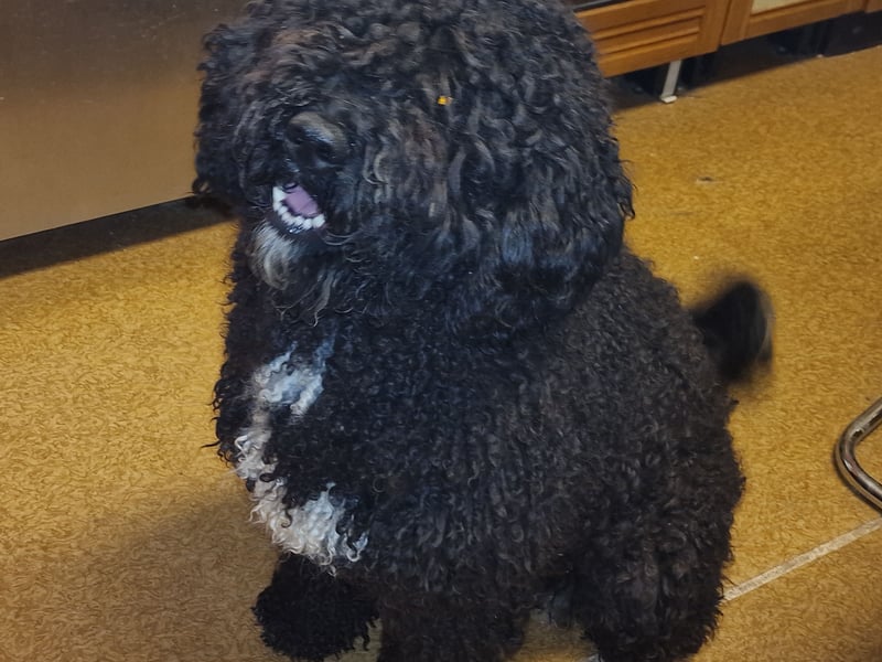 Erfahrener spanischer Wasserhund Perro de Agua Español - Deckrüde  mit FCI Papieren