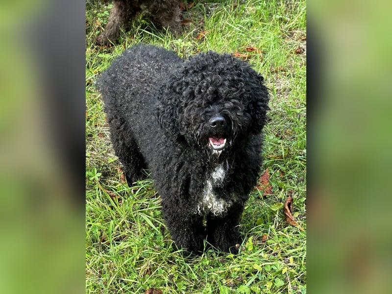 Erfahrener spanischer Wasserhund Perro de Agua Español - Deckrüde  mit FCI Papieren