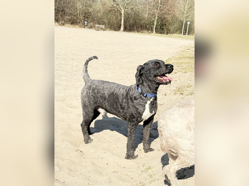 Erfahrener spanischer Wasserhund Perro de Agua Español - Deckrüde  mit FCI Papieren