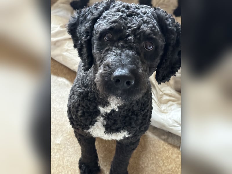 Erfahrener spanischer Wasserhund Perro de Agua Español - Deckrüde  mit FCI Papieren