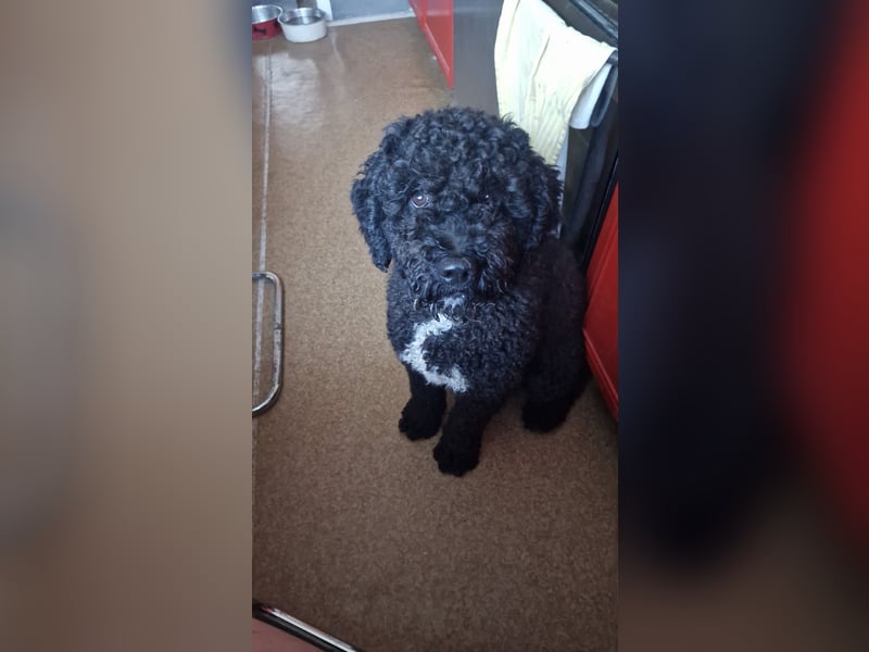 Erfahrener spanischer Wasserhund Perro de Agua Español - Deckrüde  mit FCI Papieren