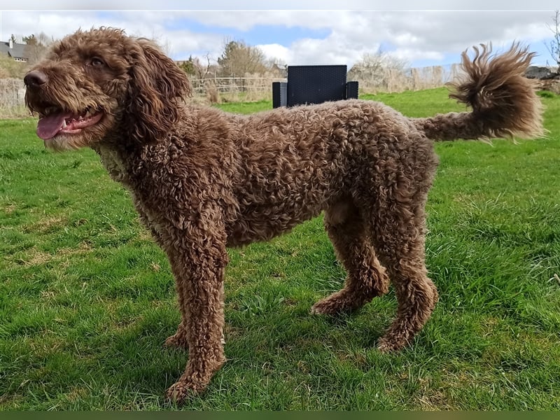 Deckrüde, Spanischer Wasserhund - Perro de Agua Español