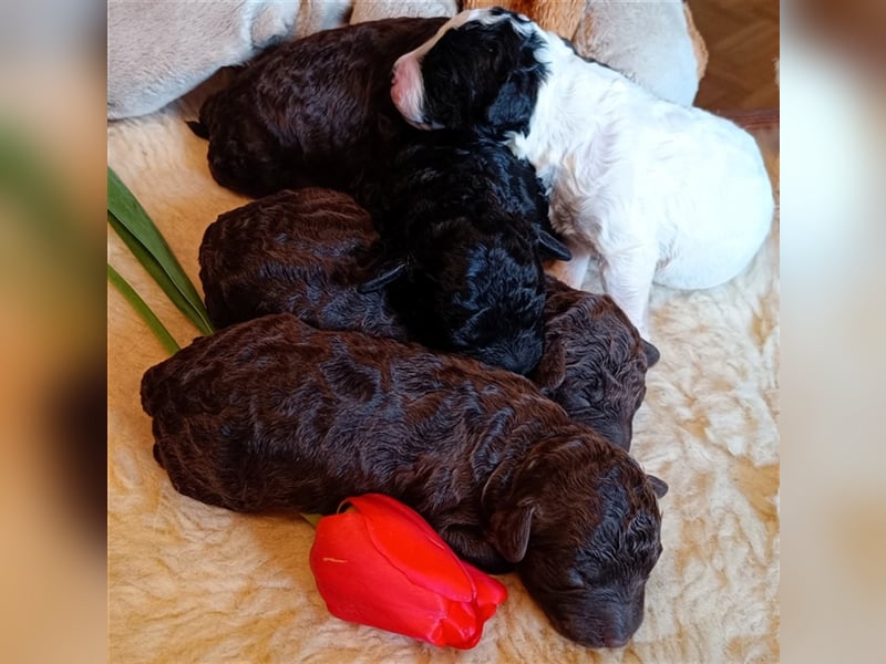 Deckrüde, Spanischer Wasserhund - Perro de Agua Español