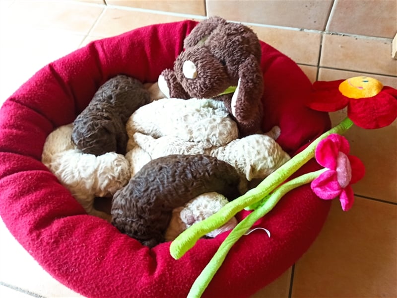 Deckrüde, Spanischer Wasserhund - Perro de Agua Español