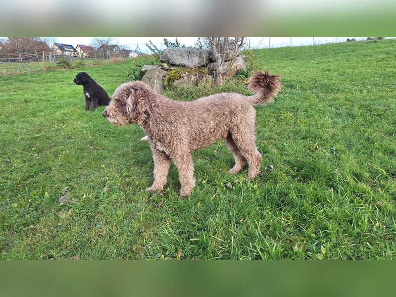 Deckrüde, Spanischer Wasserhund - Perro de Agua Español