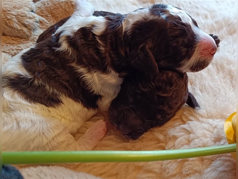 Deckrüde, Spanischer Wasserhund - Perro de Agua Español