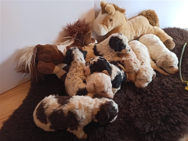 Deckrüde, Spanischer Wasserhund - Perro de Agua Español