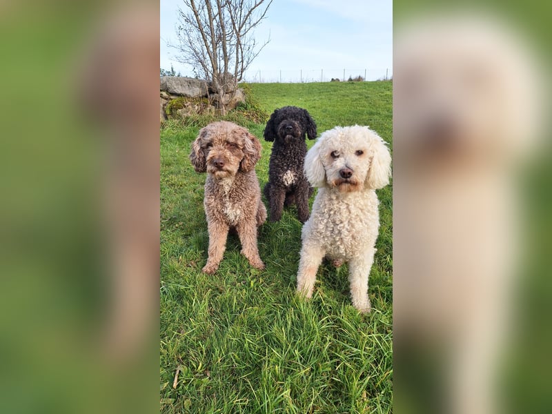 Deckrüde, Spanischer Wasserhund - Perro de Agua Español