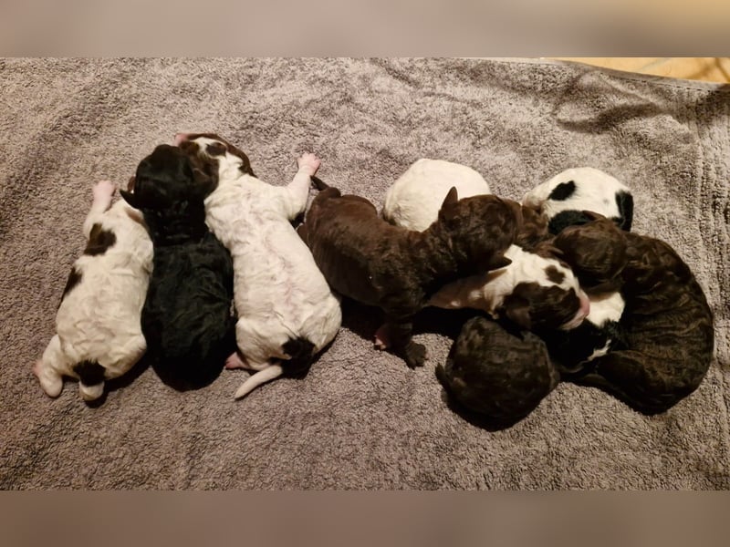 Deckrüde, Spanischer Wasserhund - Perro de Agua Español