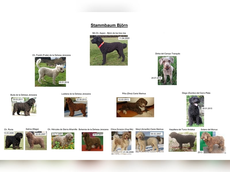 Deckrüde, Spanischer Wasserhund - Perro de Agua Español