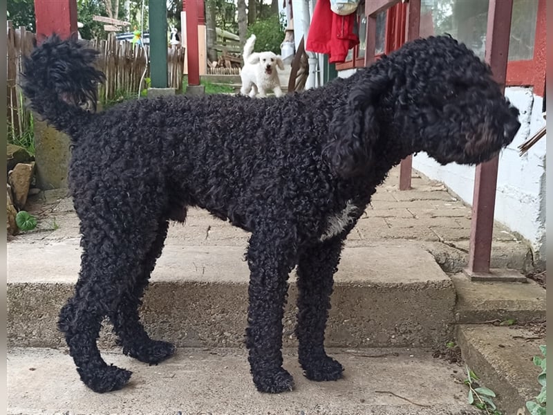Deckrüde, Spanischer Wasserhund - Perro de Agua Español
