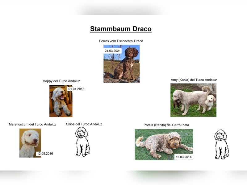 Deckrüde, Spanischer Wasserhund - Perro de Agua Español