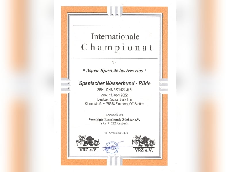 Deckrüde, Spanischer Wasserhund - Perro de Agua Español