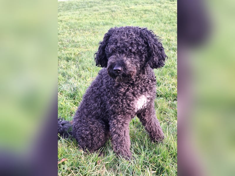 Deckrüde, Spanischer Wasserhund - Perro de Agua Español