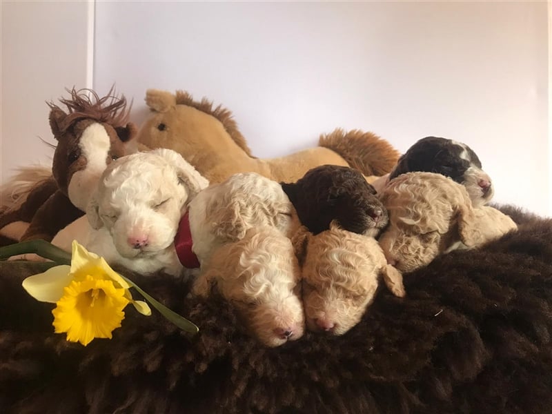 Deckrüde, Spanischer Wasserhund - Perro de Agua Español