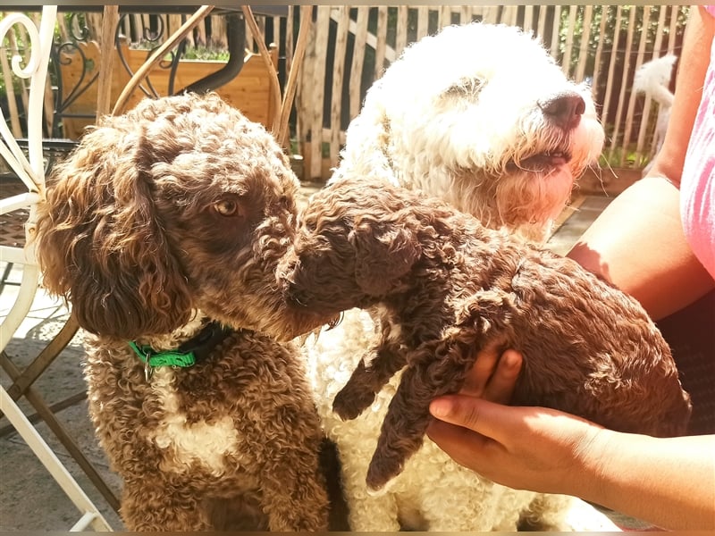 Deckrüde, Spanischer Wasserhund - Perro de Agua Español