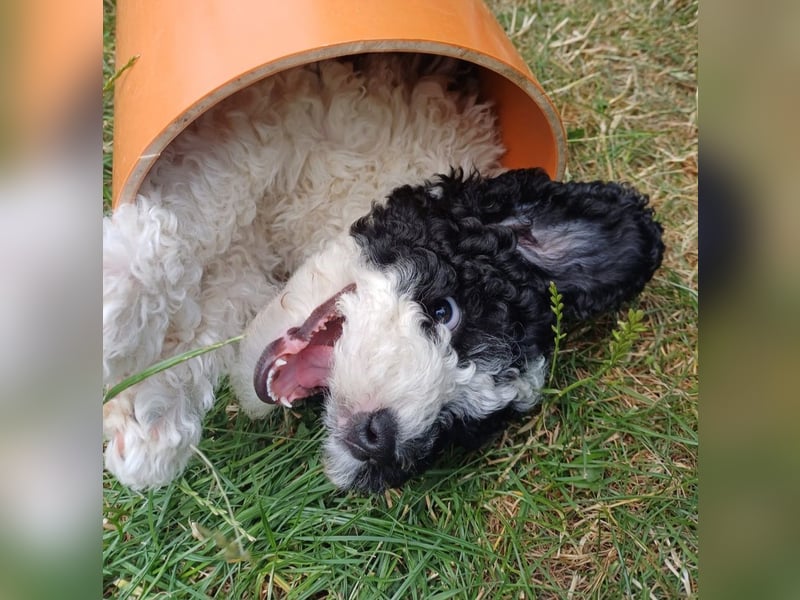 Deckrüde, Spanischer Wasserhund - Perro de Agua Español